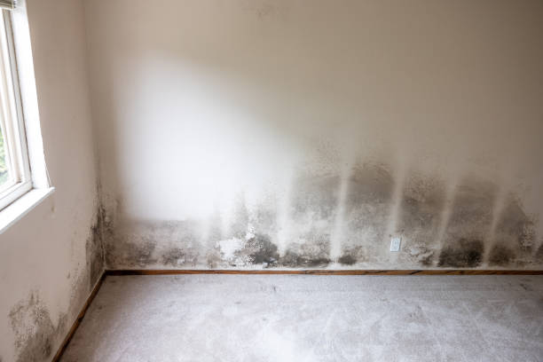Trusted Johnstown, NY Mold Removal Experts